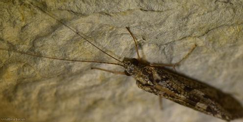 Philopotamus montanus?