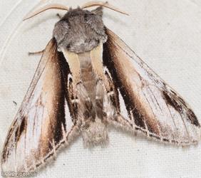 Lesser Swallow Prominent