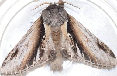 Lesser Swallow Prominent