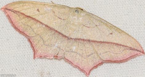 image for Blood-vein