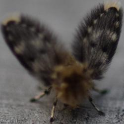 image for Pericoma exquisita