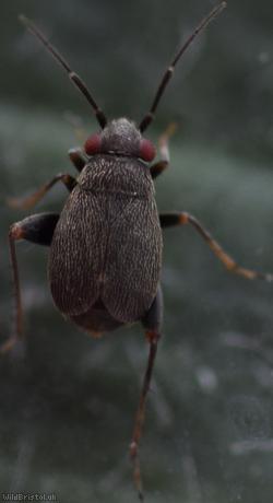 image for Chlamydatus evanescens