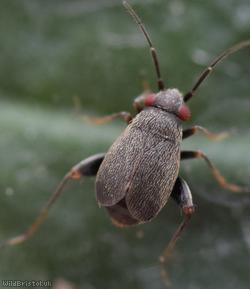 Chlamydatus evanescens