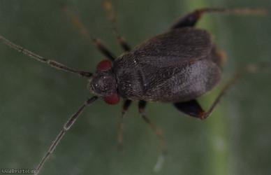 Chlamydatus evanescens