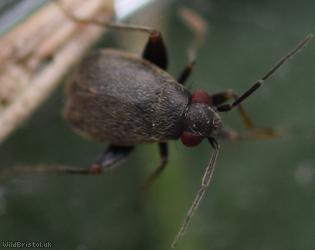 Chlamydatus evanescens