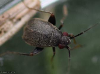 Chlamydatus evanescens