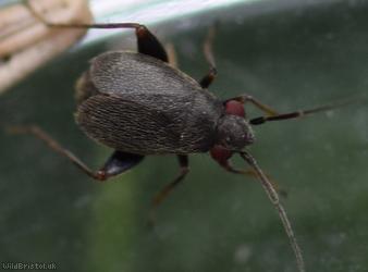 Chlamydatus evanescens