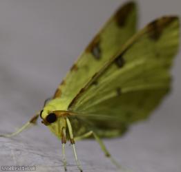 Brimstone Moth
