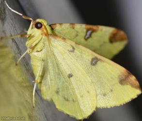 Brimstone Moth
