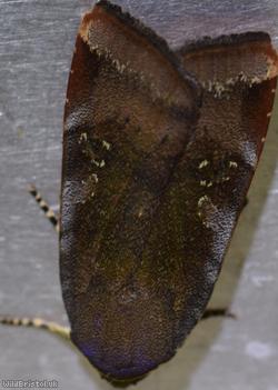 image for Lesser Broad-bordered Yellow Underwing