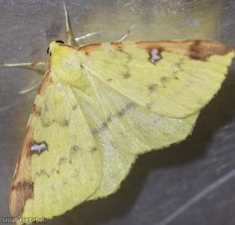 image for Brimstone Moth