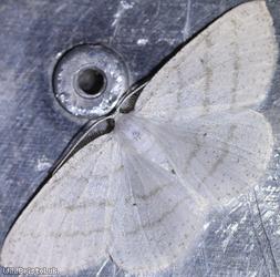 image for Common White Wave