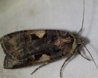 Setaceous Hebrew Character