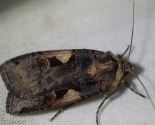 Setaceous Hebrew Character