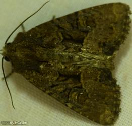 image for Common Rustic