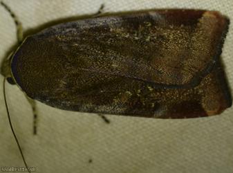 Lesser Broad-bordered Yellow Underwing
