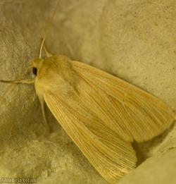 image for Common Wainscot