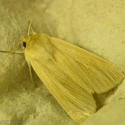 Common Wainscot