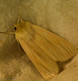 Common Wainscot