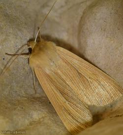 Common Wainscot