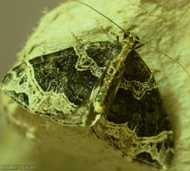 image for Small Phoenix