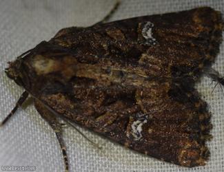 Common Rustic