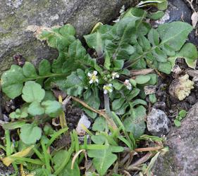 image for Shepherd's-purse type 16