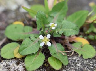 Shepherd's-purse type 16