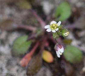 Common Whitlowgrass type 2