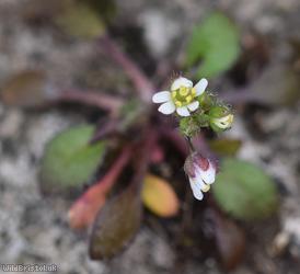 Common Whitlowgrass type 2