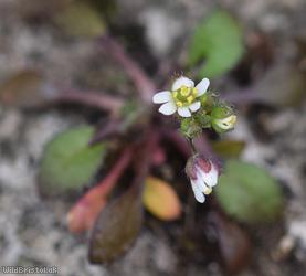 Common Whitlowgrass type 2