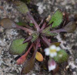 Common Whitlowgrass type 2