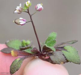 Common Whitlowgrass type 2