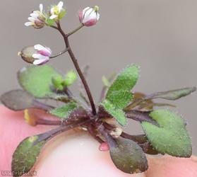 image for Common Whitlowgrass