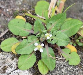 Shepherd's-purse type 16