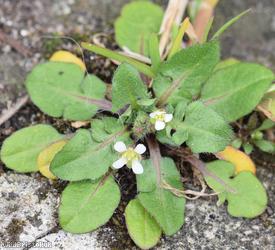 Shepherd's-purse type 16