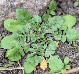 Shepherd's-purse type 16