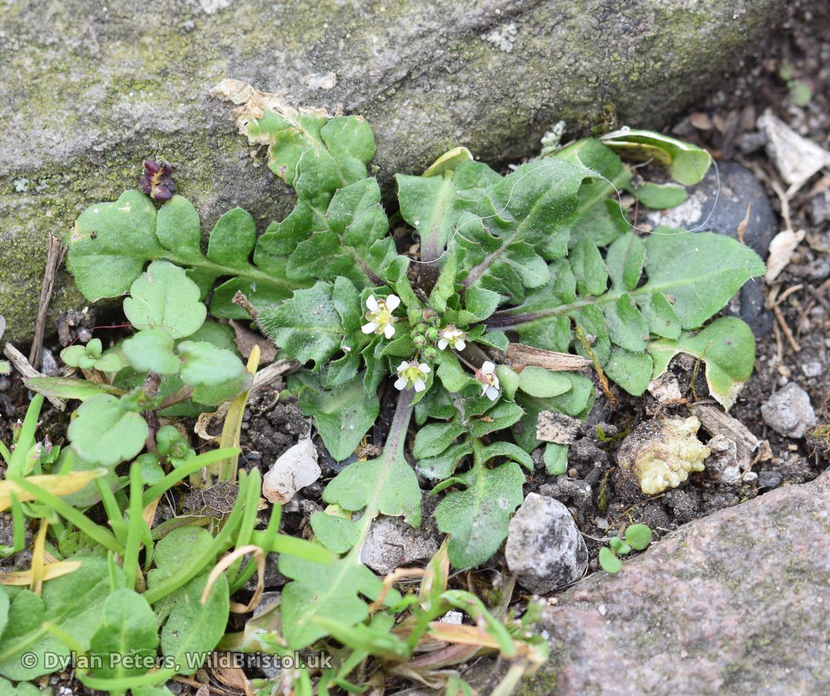 *Capsella bursa-pastoris* type 16