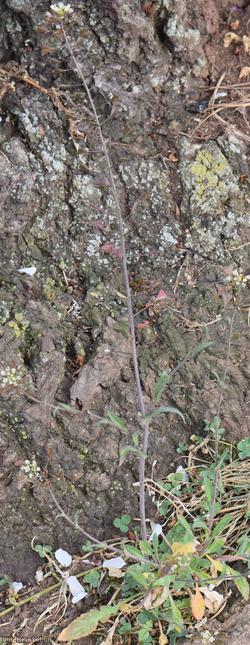 image for Shepherd's-purse type 15