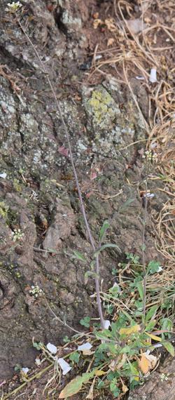 Shepherd's-purse type 15