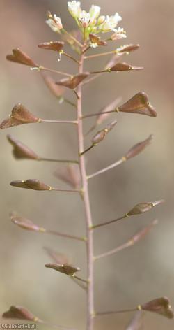 Shepherd's-purse type 15