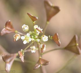 Shepherd's-purse type 15