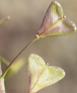 Shepherd's-purse type 15