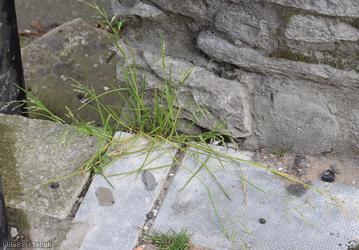 Flattened Meadow-grass