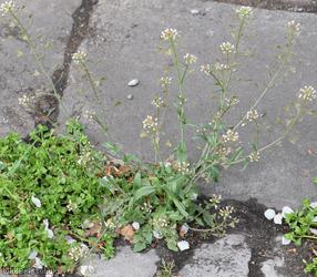 image for Shepherd's-purse type 18