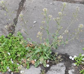 Shepherd's-purse type 18