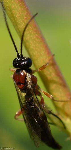 image for Diplazon pectoratorius