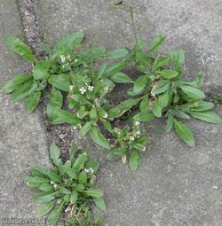 Shepherd's-purse type 19