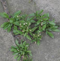 Shepherd's-purse type 19