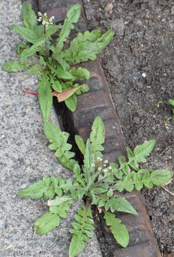 Shepherd's-purse type 10